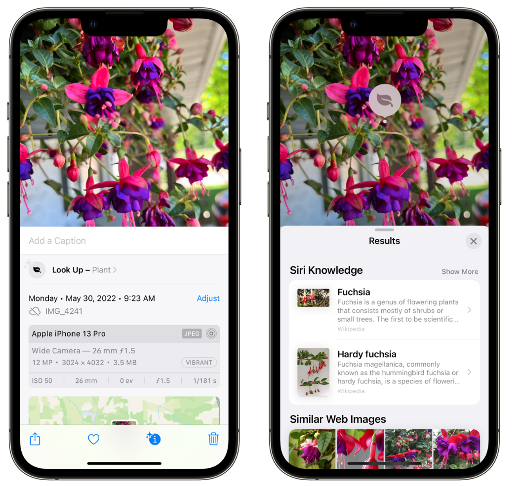 阆中苹果手机维修分享小技巧：使用 iPhone 相机识别花卉植物 